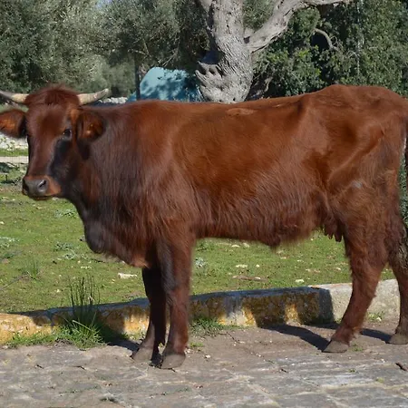 Casina Di Grotta Di Ferro * Santa Croce Camerina